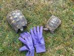 Rehomed...Spur-Thighed Tortoises x 2 (Ibera & Tgg) - Age: U/K appx 40 years - Mature (Charlie & Cyril)